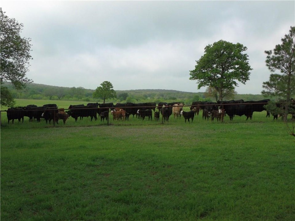 working ranch improved pastures for livestock and hay production