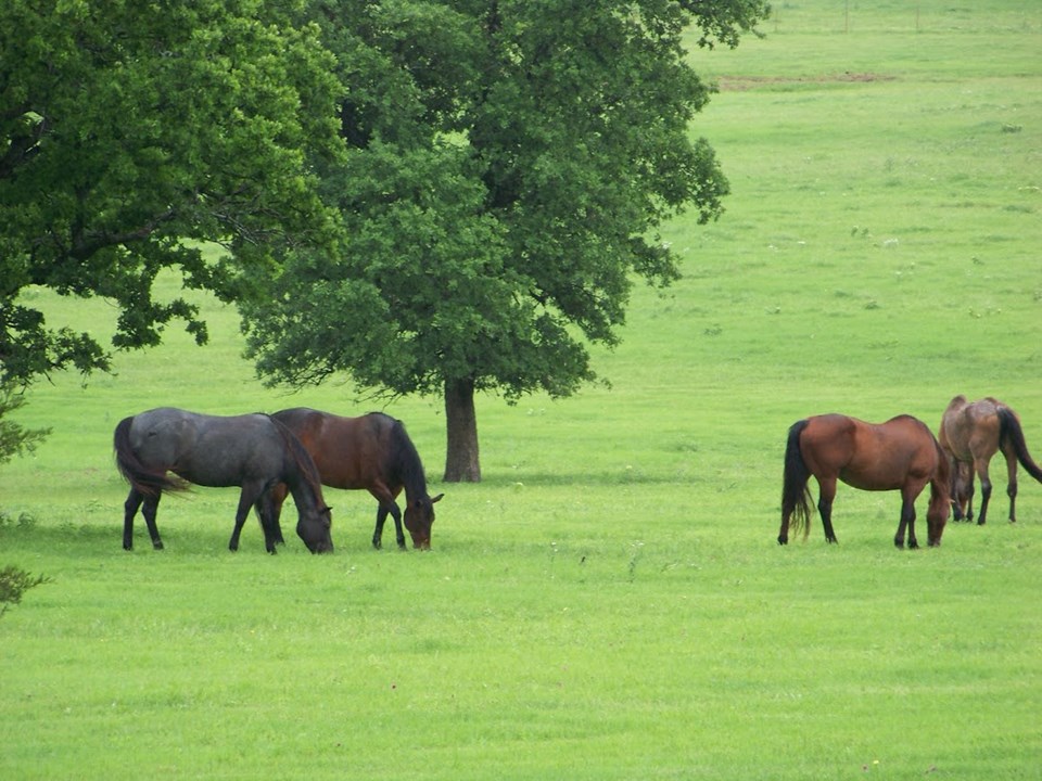 scattered trees in the pastures